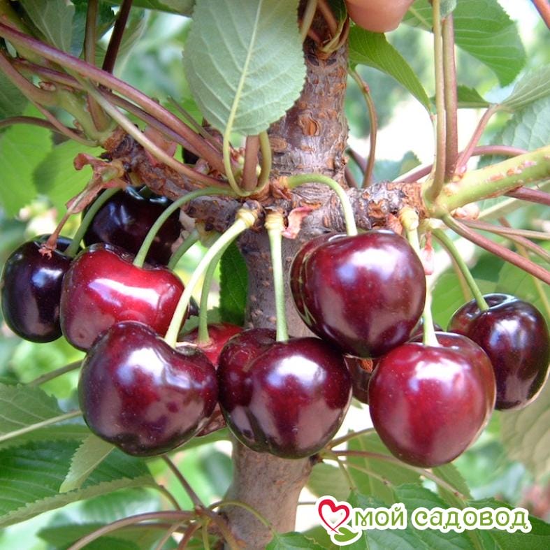 Черешня Бигаро Старкин