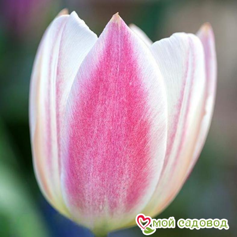 Тюльпан Силк Сюрпрайз