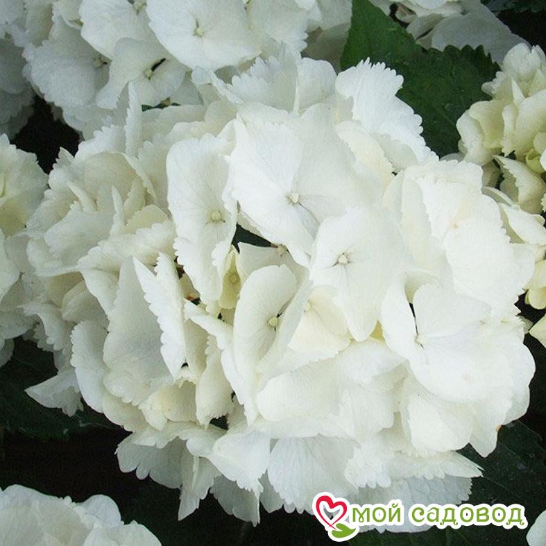Гортензия крупнолистовая Пекс (Нимфа) ЗКС