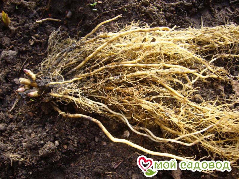 Флокс Рустик Стик